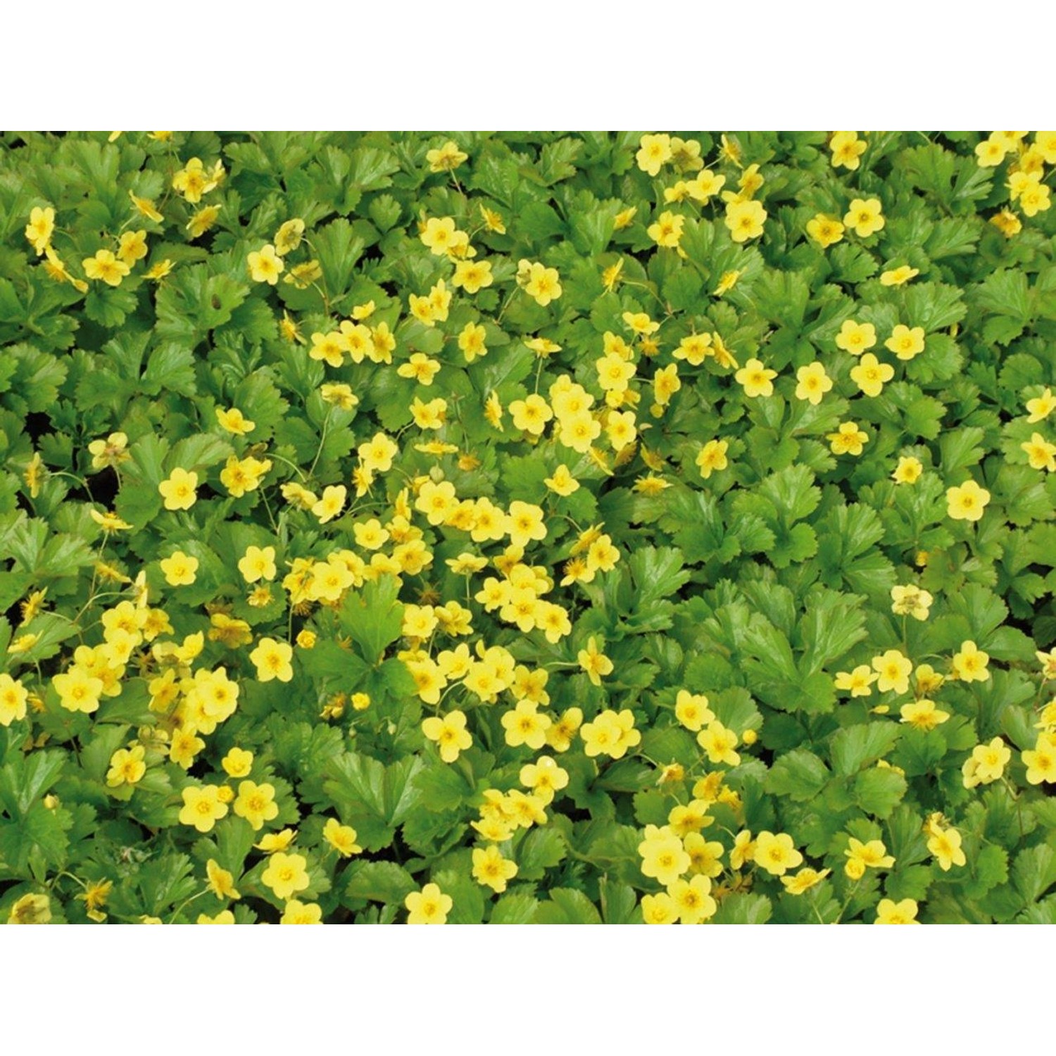 Teppich-Golderdbeere (Waldsteinia ternata) mit gelben Blüten als Bodendecker.