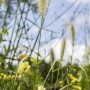 Detailaufnahme: Pennisetum villosum Lampenputzergras mit flauschigen Blütenständen im Garten.