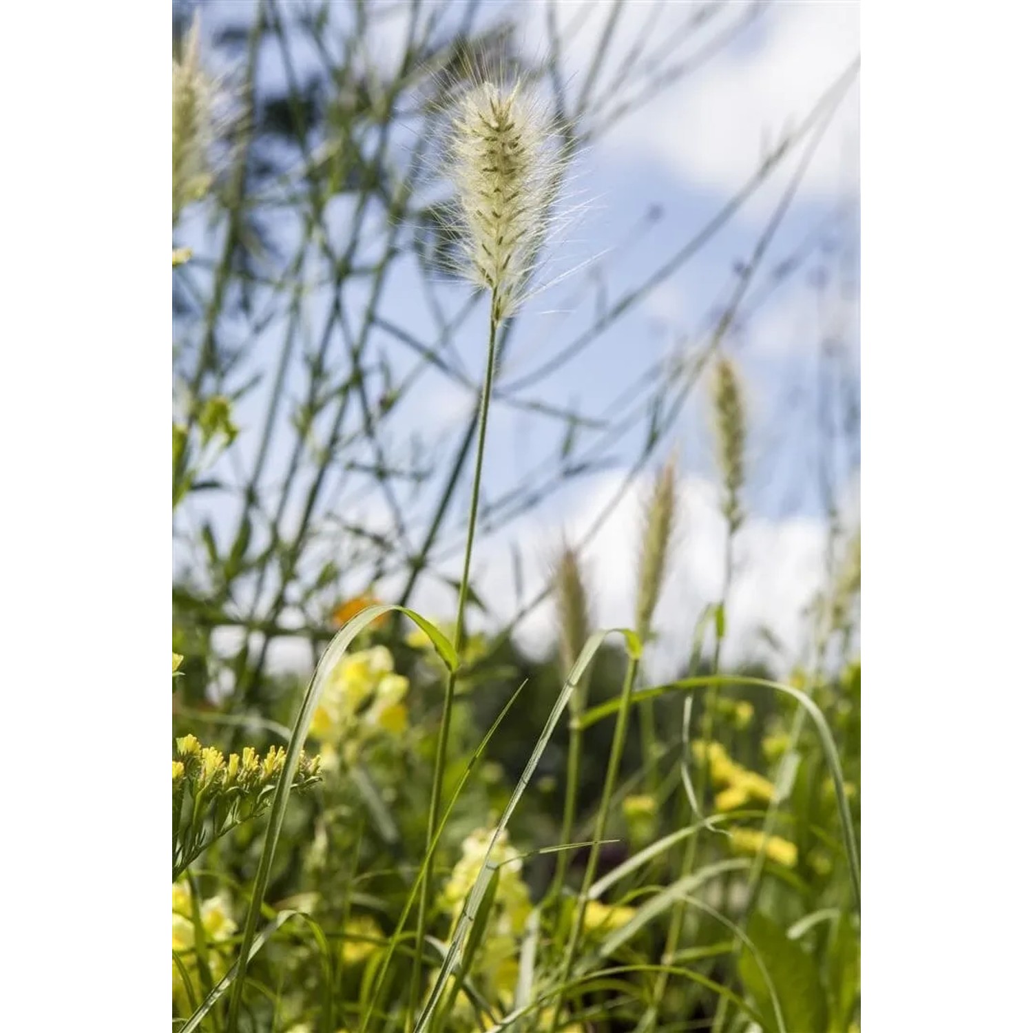 Detailaufnahme: Pennisetum villosum Lampenputzergras mit flauschigen Blütenständen im Garten.