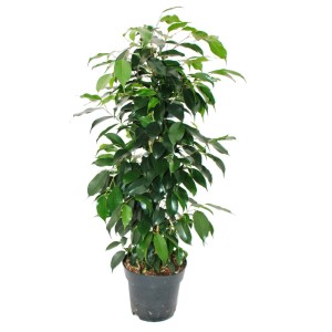 Ficus Benjamini 'Danielle' im Topf, Zimmerpflanze mit dunkelgrünen, glänzenden Blättern.