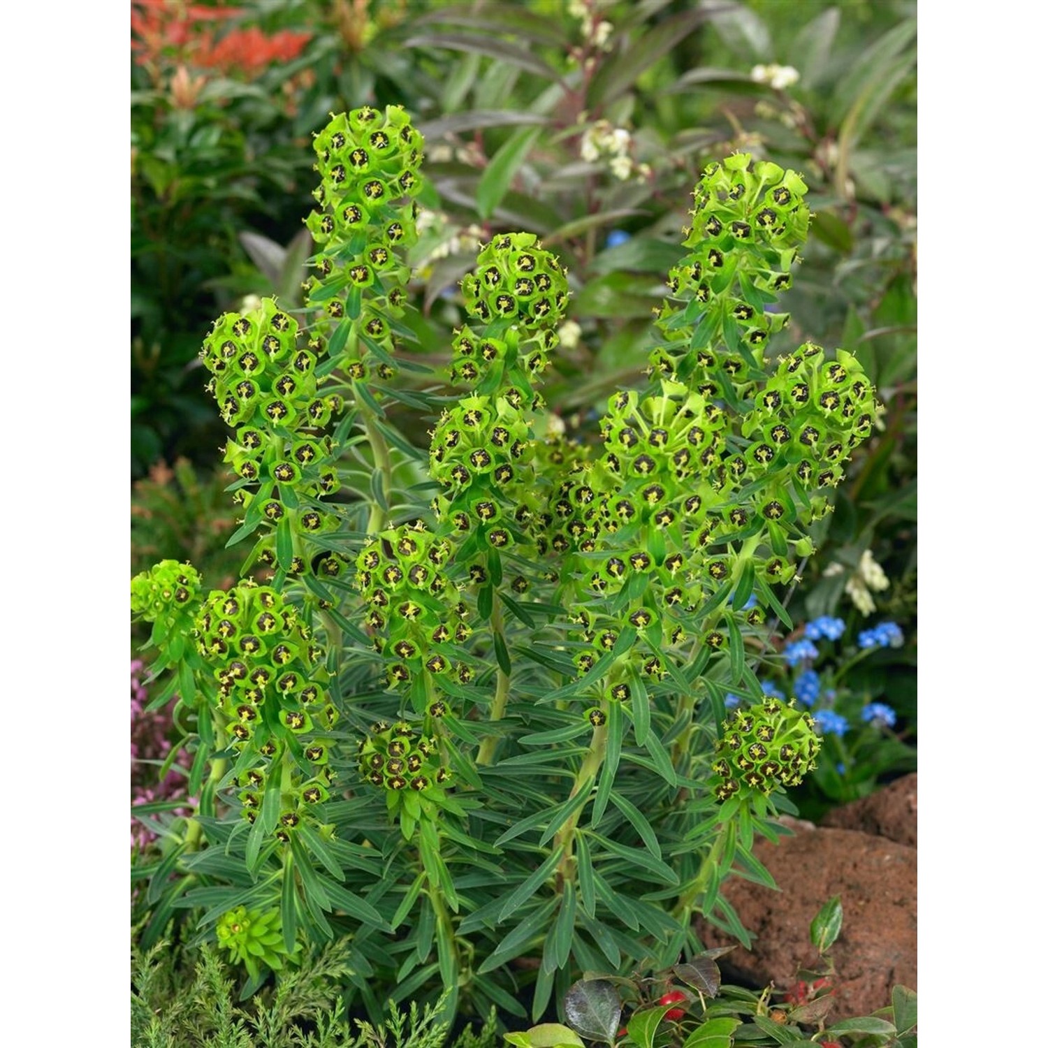 Euphorbia Characias Char. Black Pearl Mittelmeer Wolfsmilch Ca. 11x11 cm To günstig online kaufen