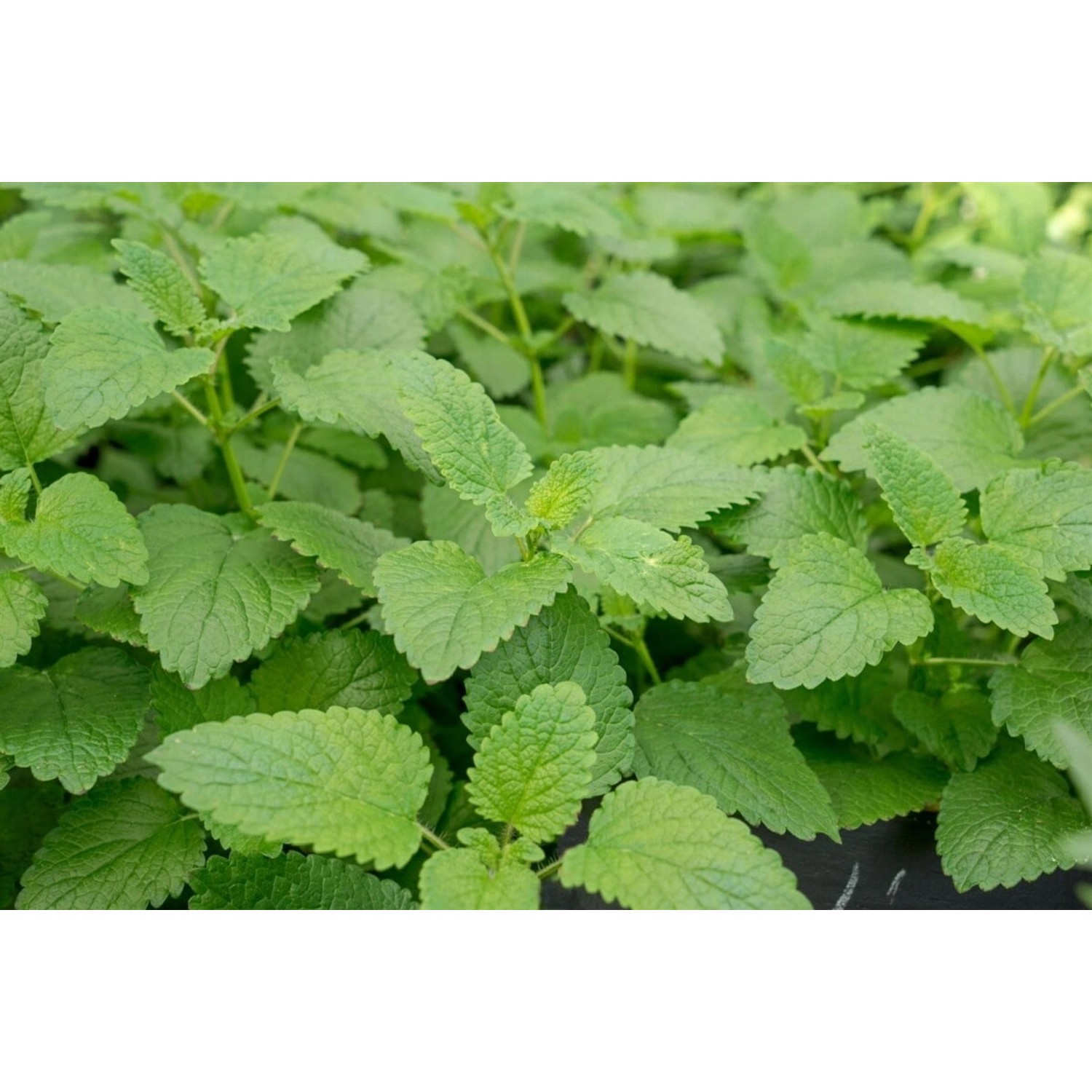 Zitronenmelisse (Melissa Officinalis Limonii) im 9x9 cm Topf mit grünen Blättern.