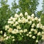Hochstamm Rispenhortensie Skyfall mit weißen Blüten im Garten.
