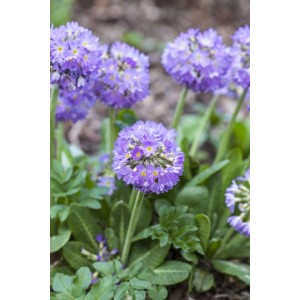 Nahaufnahme einer lila Kugelprimel (Primula Denticulata) im 9x9 cm Topf.