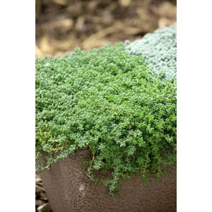Sedum Album, weißblühend, im 9x9 cm Topf. Ideal als Bodendecker für sonnige Standorte.