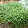 Sedum Album, weißblühend, im 9x9 cm Topf. Ideal als Bodendecker für sonnige Standorte.