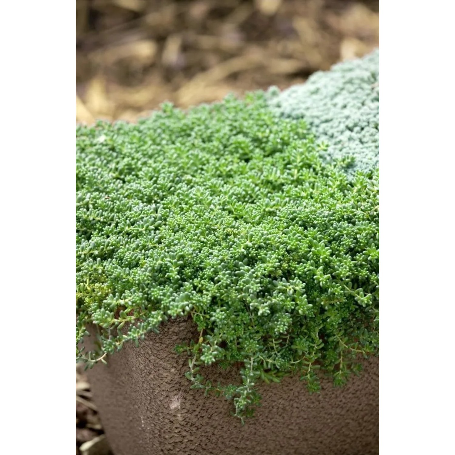 Sedum Album, weißblühend, im 9x9 cm Topf. Ideal als Bodendecker für sonnige Standorte.