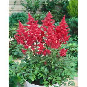 Astilbe Japonica 'Bremen' im Topf: Prachtspiere mit leuchtend rosa Blüten und grünen Blättern.