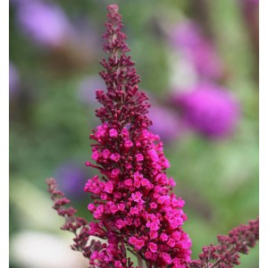 Nahaufnahme des Schmetterlingsstrauchs 'Buzz Hot Raspberry' mit leuchtend pinkfarbenen Blüten.