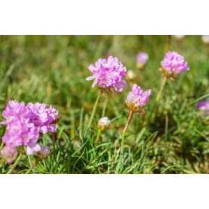 Rosa Röschen Grasnelke (Armeria Juniperifolia) im 9x9 cm Topf.