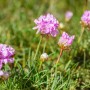 Rosa Röschen Grasnelke (Armeria Juniperifolia) im 9x9 cm Topf.