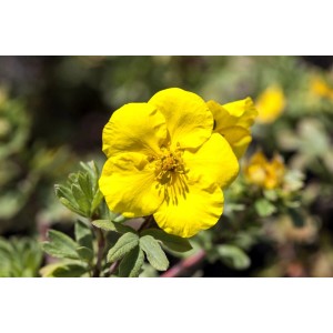 Nahaufnahme einer leuchtend gelben Potentilla Goldfinger Blüte im Topf.