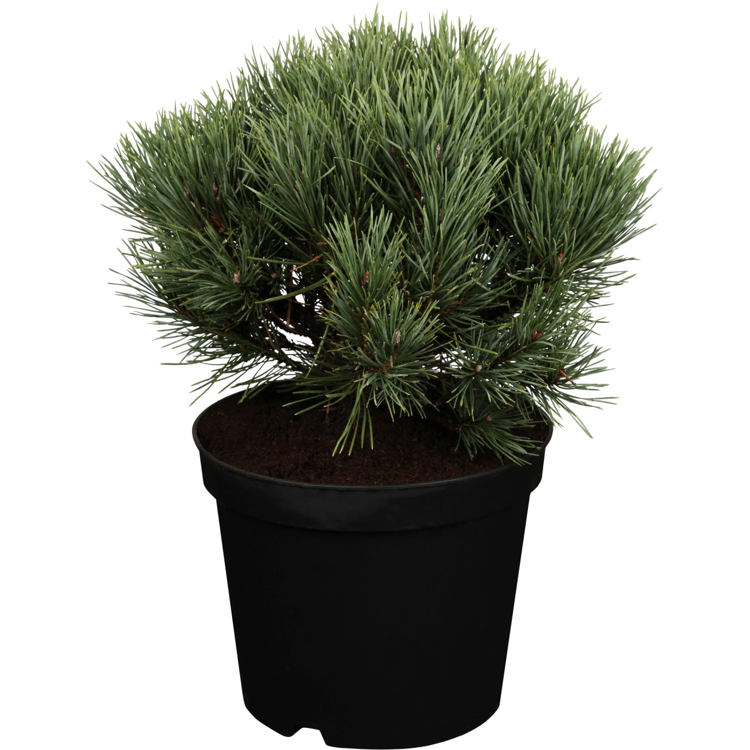 OBI Strauch-Wald-Kiefer Watereri Höhe ca. 10 - 20 cm Topf ca. 5 l Pinus günstig online kaufen