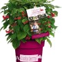 GROW by OBI Brombeere Lucky Berry im Topf, ca. 40-60 cm hoch, mit roten Früchten.