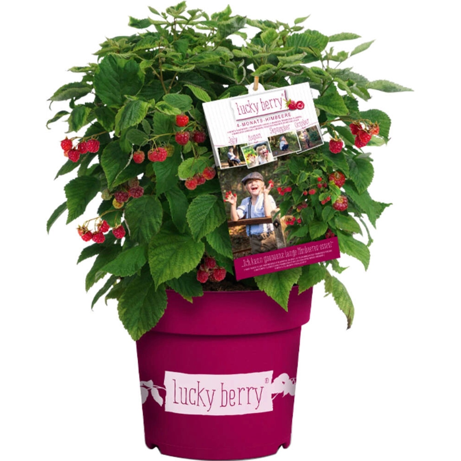 GROW by OBI Brombeere Lucky Berry Höhe ca. 40 - 60 cm Topf ca. 4,6 l günstig online kaufen