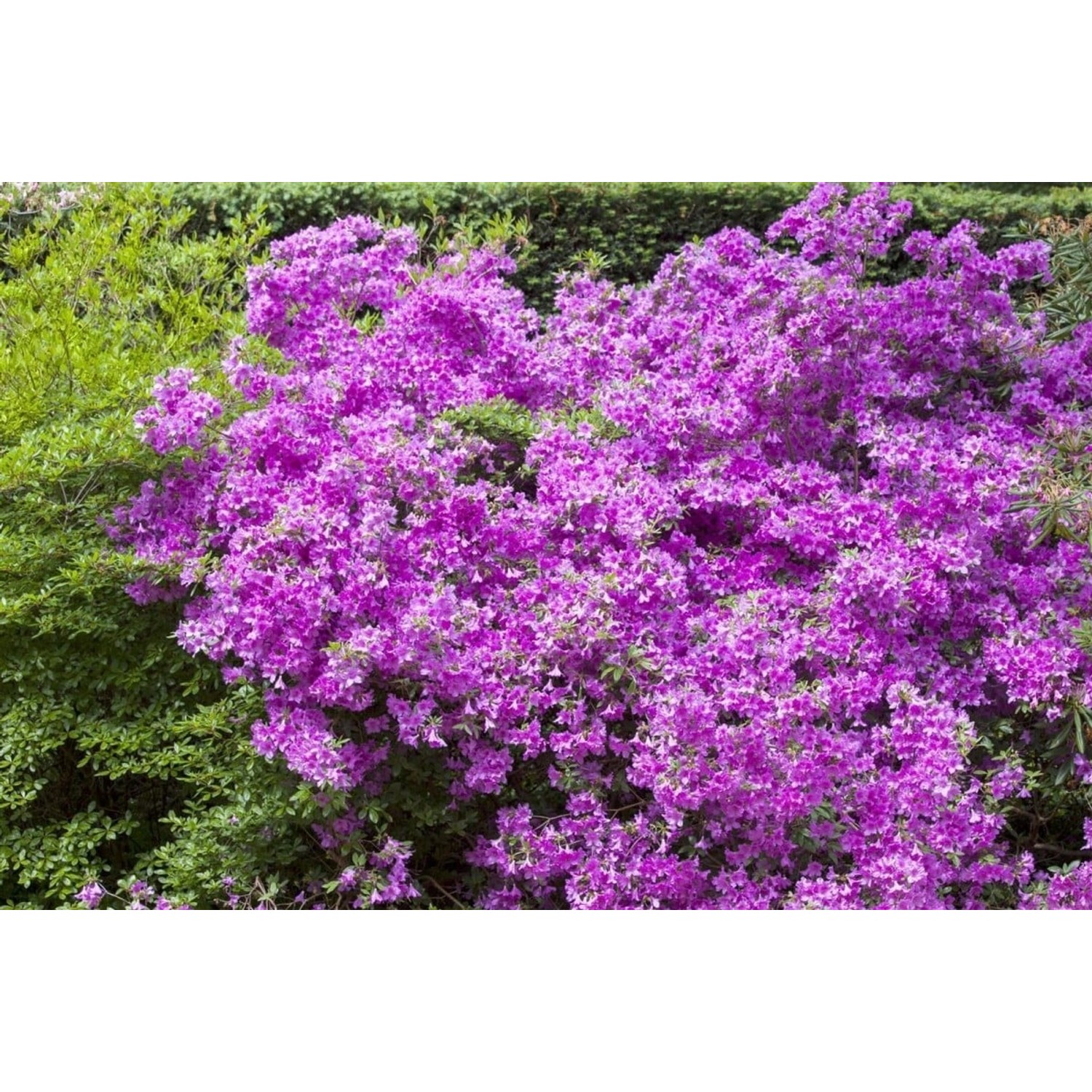 Rhododendron Obt. Purpurtraum Purpurfarben 30–40 cm günstig online kaufen