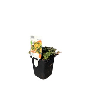 GROW by OBI Waldsteinie im Topf, gelbe Blüten, ca. 9x9 cm. Bodendecker für schattige Bereiche.