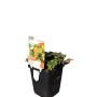 GROW by OBI Waldsteinie im Topf, gelbe Blüten, ca. 9x9 cm. Bodendecker für schattige Bereiche.