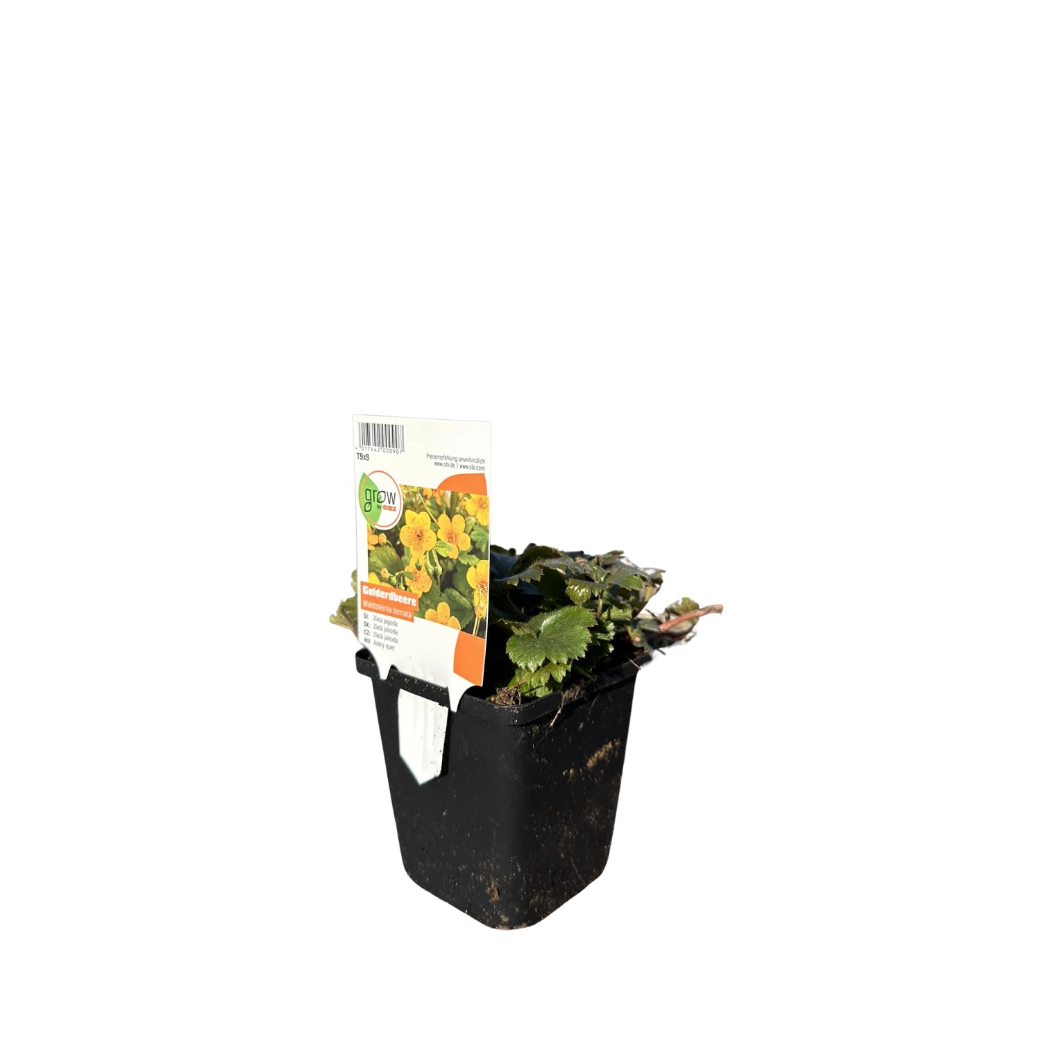 GROW by OBI Matten-Waldsteinie Gelb Topf-Ø ca. 9 cm x 9 cm Waldsteinia