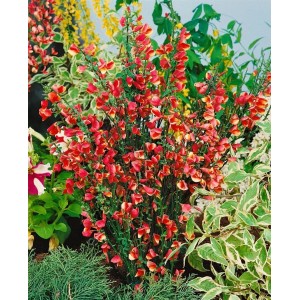 Besenginster 'Roter Favorit' mit leuchtend roten Blüten, ca. 40-60 cm hoch.