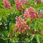 Blühende Fleischrote Rosskastanie (Aesculus carnea) mit grünen Blättern.