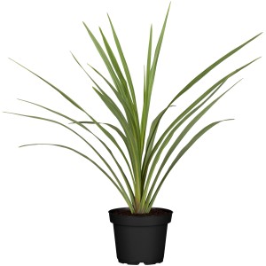 Keulenlilie (Cordyline) im Topf, ca. 65 cm hoch. Grünpflanze mit langen, schmalen Blättern.