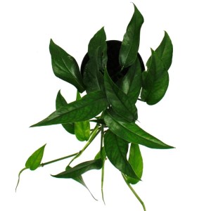 Blaugrüne Efeutute 'Cebu Blue' im 12cm Topf, eine exotische Rankpflanze mit bläulichen Blättern.