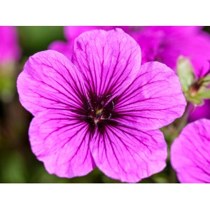Nahaufnahme eines roten Garten-Storchschnabels (Geranium) im Topf.