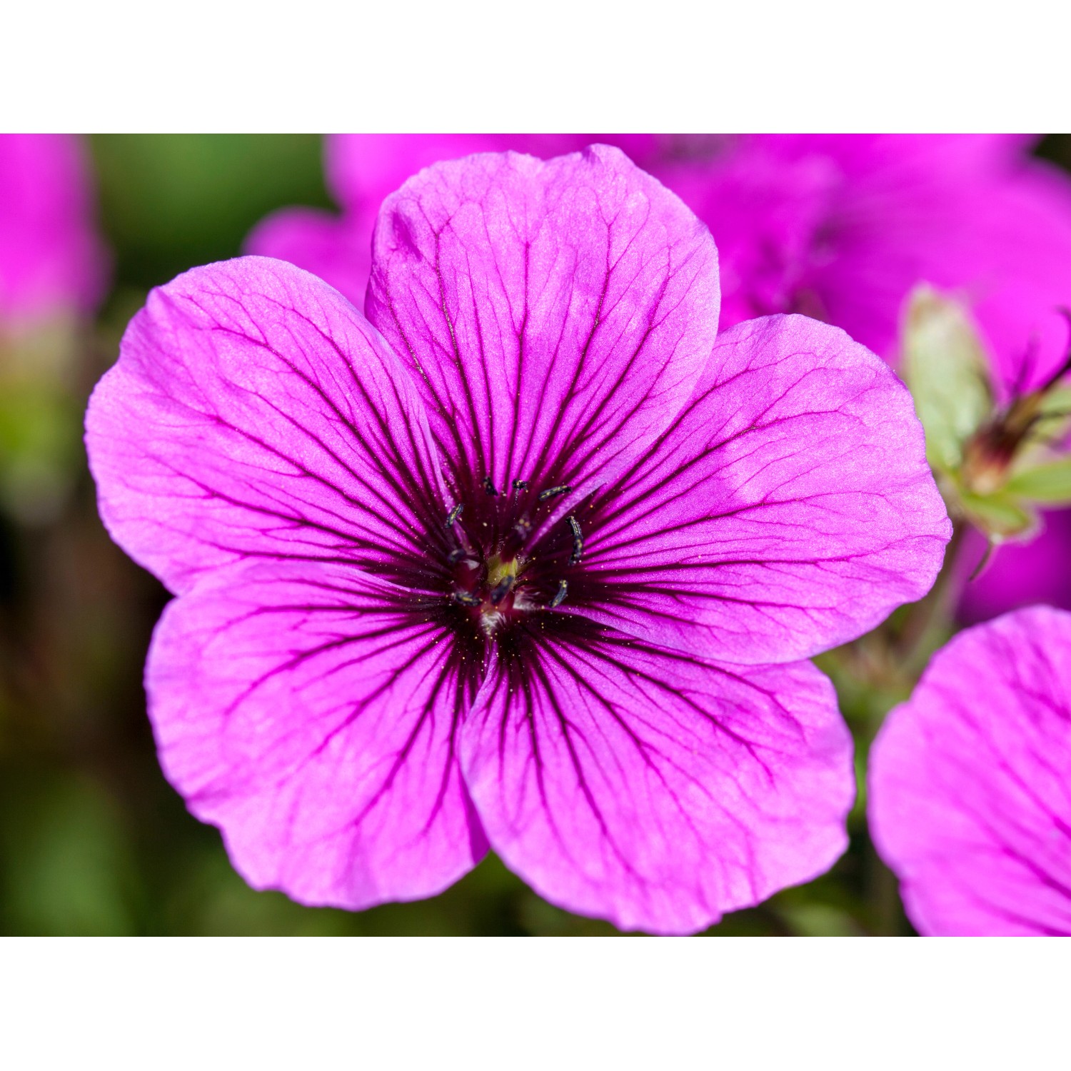 GROW by OBI GartenStorchschnabel Rot TopfØ ca. 9 cm x 9 cm Geranium