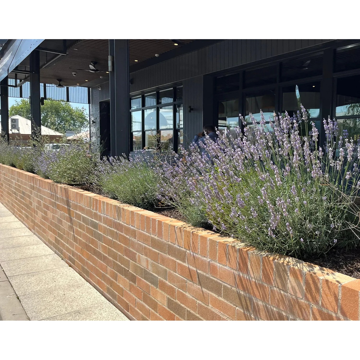Bepflanztes Hochbeet mit WaterUps Bewässerungstank (120x40 cm) im Außenbereich.