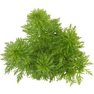 Dennerle Plants Aquariumpflanze Limnophila Sessiliflora, grüne Wasserpflanze für das Aquarium.