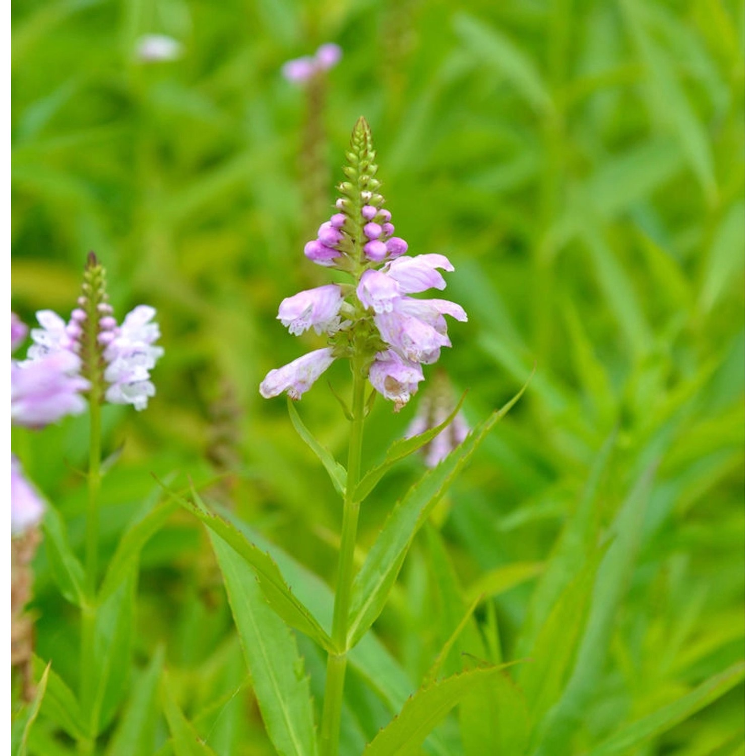 Gelenkblume Rosea - Physostegia virginiana günstig online kaufen