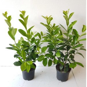 Zwei Kirschlorbeer Pflanzen Boering 10 Prunus Novita, Höhe 60-80 cm, im Topf.
