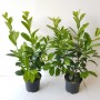 Zwei Kirschlorbeer Pflanzen Boering 10 Prunus Novita, Höhe 60-80 cm, im Topf.