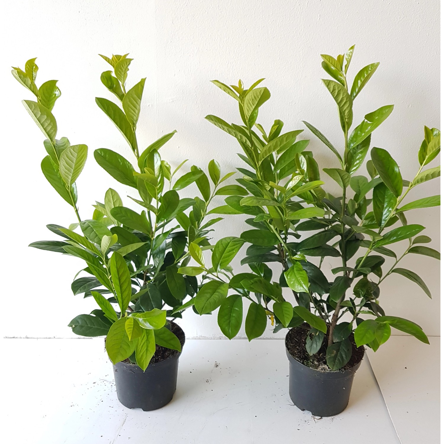 Pflanzen-Boering 10 Prunus Novita Höhe 60-80 cm Kirschlorbeer-Pflanzen günstig online kaufen