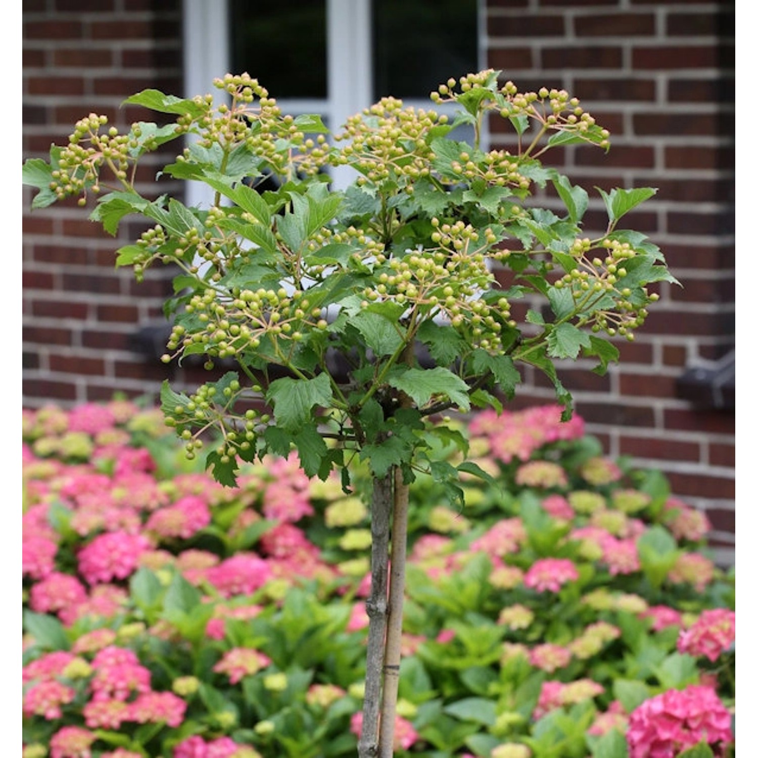 Hochstamm Echter Schneeball 80-100cm - Viburnum opulus Roseum günstig online kaufen