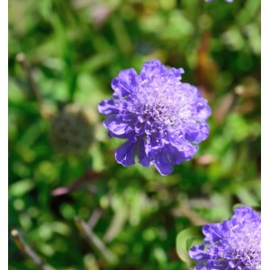 Nahaufnahme einer blauen Kaukasus Skabiose (Scabiosa caucasica) im Garten.