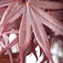 Detailaufnahme: Dunkelrotes Laub des japanischen Ahorn Bloodgood von GROW by OBI.