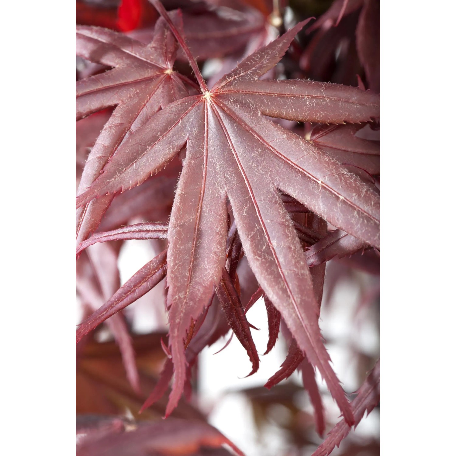 Detailaufnahme: Dunkelrotes Laub des japanischen Ahorn Bloodgood von GROW by OBI.