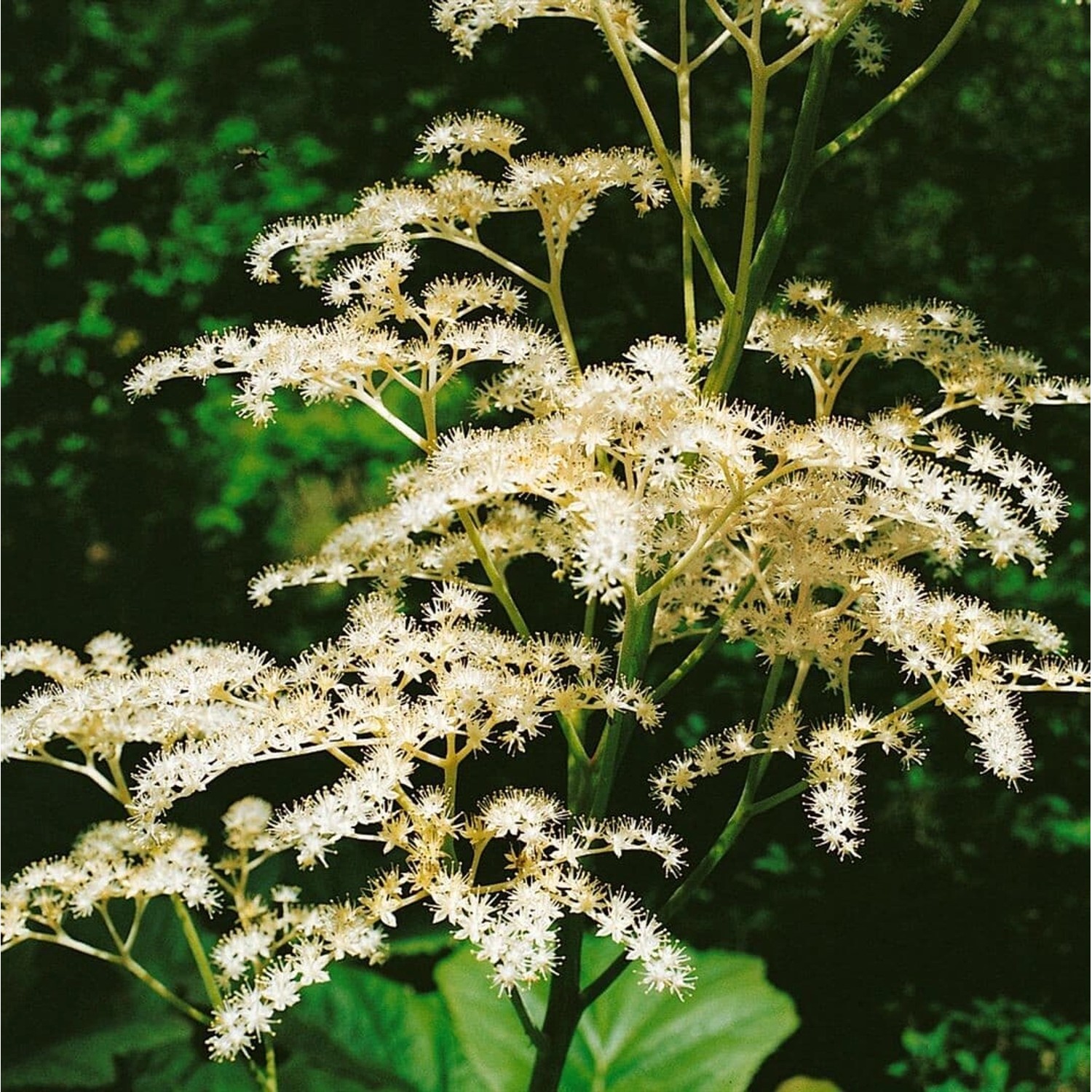 Rodgersia Sambucifolia Ca. 11x11 cm Topf günstig online kaufen