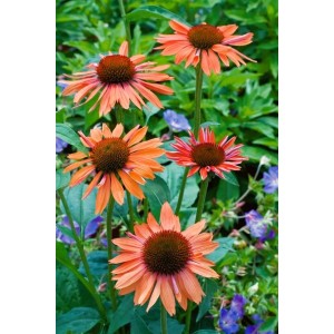 Orangefarbener Sonnenhut (Echinacea) 'Sundown' im Topf, eine attraktive Staude für sonnige Standorte.