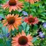 Orangefarbener Sonnenhut (Echinacea) 'Sundown' im Topf, eine attraktive Staude für sonnige Standorte.