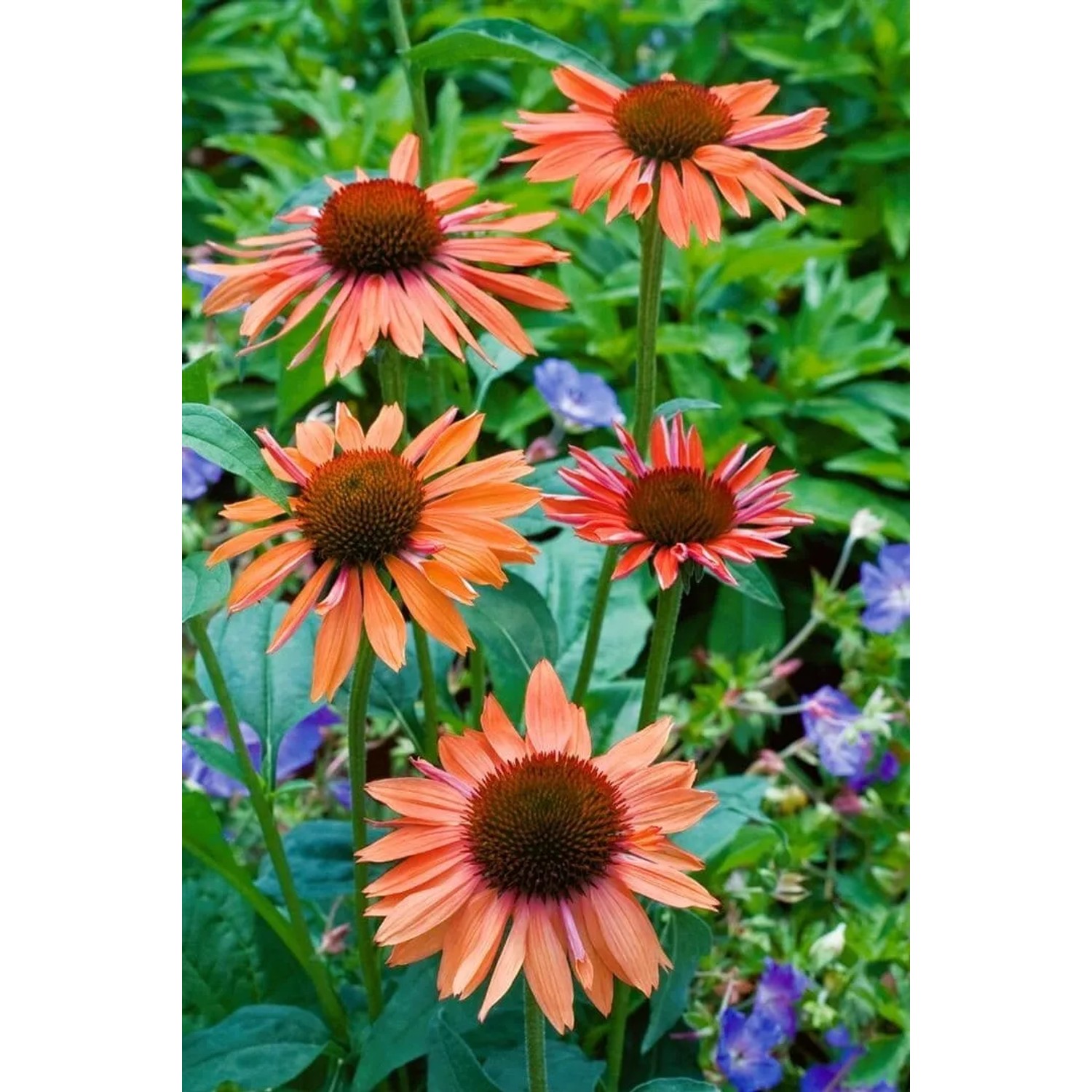 Orangefarbener Sonnenhut (Echinacea) 'Sundown' im Topf, eine attraktive Staude für sonnige Standorte.
