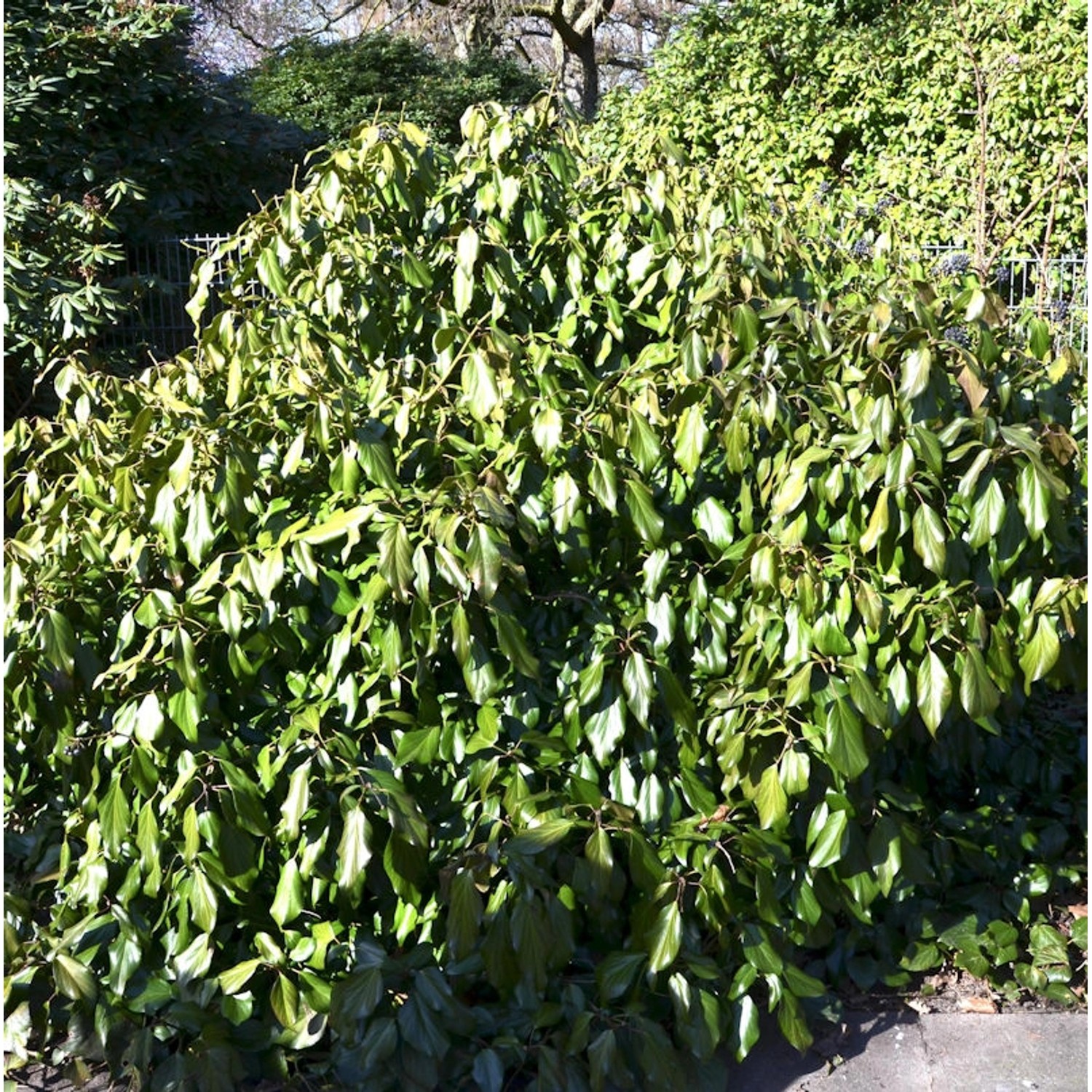 Kaukasischer Strauch Efeu 30-40cm - Hedera colchica Arborescens günstig online kaufen