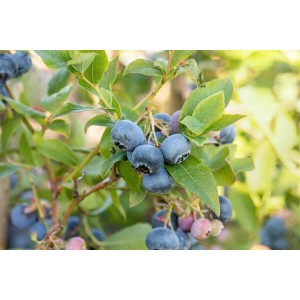 Heidelbeere Bluecrop mit reifen, blauen Beeren und grünen Blättern.