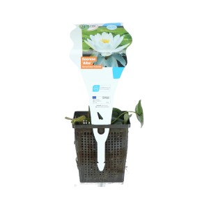 Seerose Alba im Topf, weiße Blüte, geeignet für Gartenteiche.