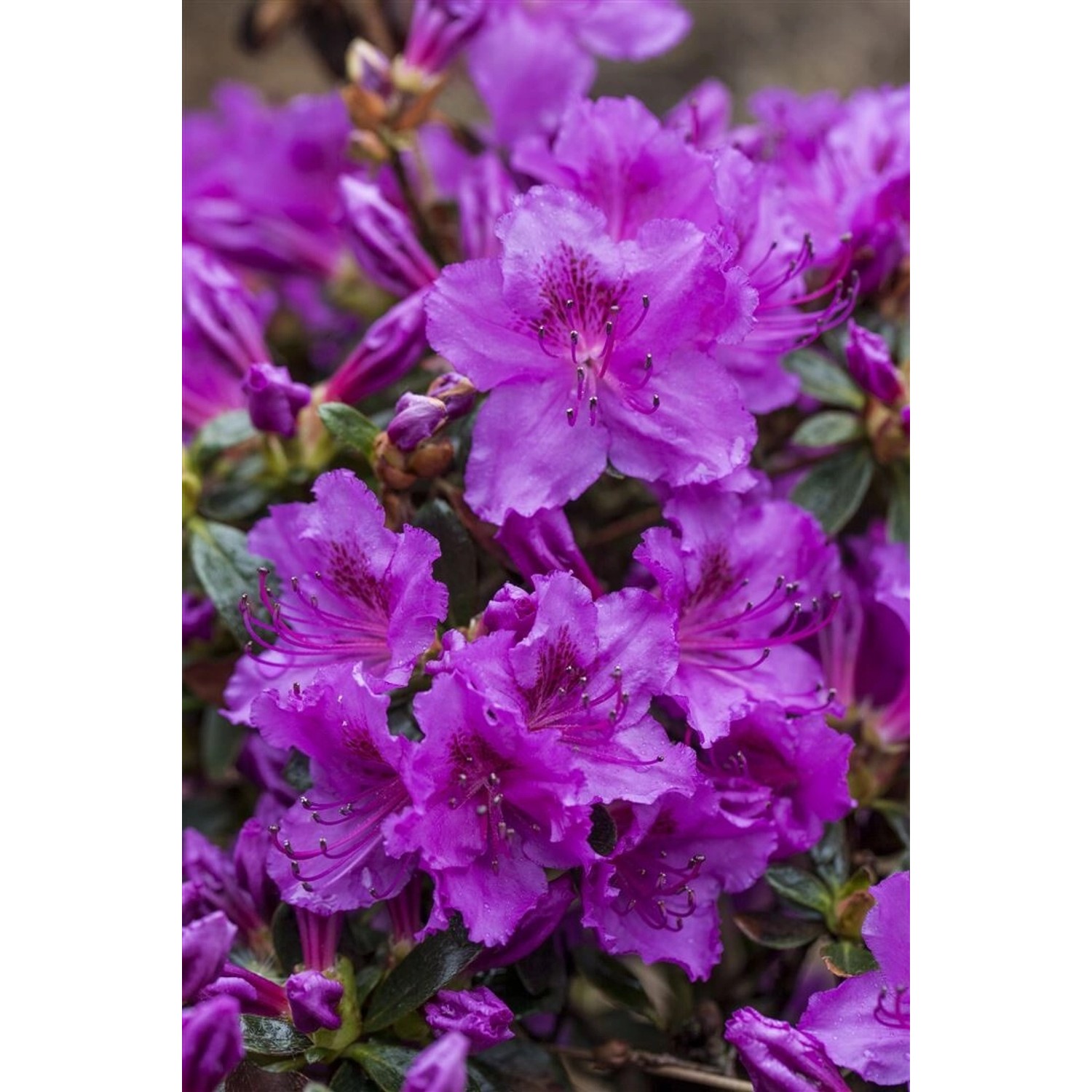 Rhododendron Obt. Diamant Rosa Rosa Blüten 20–25 cm günstig online kaufen
