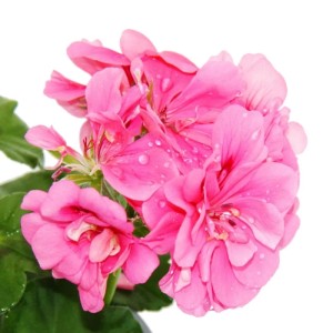 Rosa Exotenherz Geranien (3er Set) im 12cm Topf, ideal für Hängekörbe.