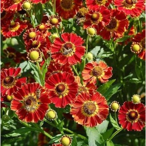 Sonnenbraut Königstiger: rote Blüten mit gelber Mitte, Stauden im Gartenbeet.