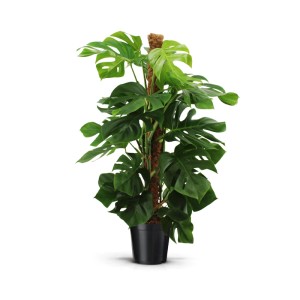 Fensterblatt (Monstera) am Moosstab im Topf, ca. 24 cm Topf-Ø.
